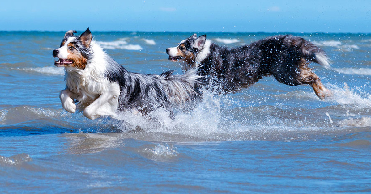 Dänemark Urlaub mit Hund Im Ferienhaus an Ostsee &amp; Nordsee