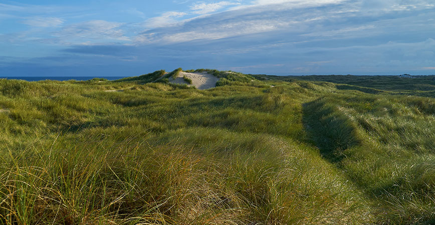 Vejers Strand Dünenlandschaft