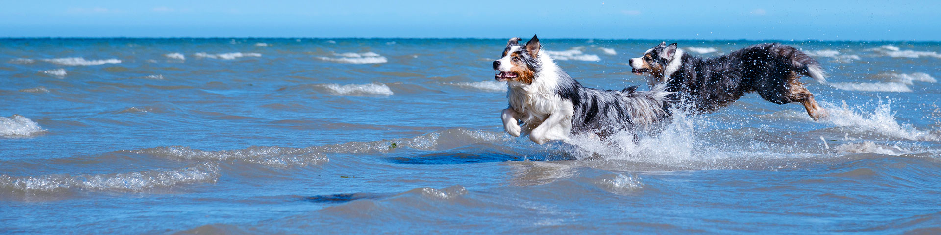 Ferienhaus Dänemark mit Hund